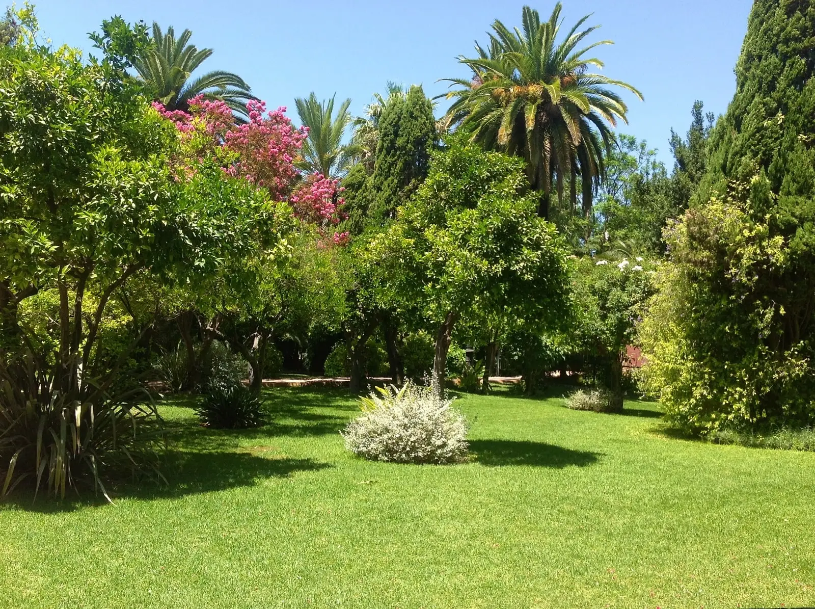 Césped entre árboles frutales, adelfas en flor y palmeras